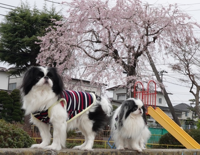 �͂��܂��� (�摜�T�C�Y: 650�~506 185kB)