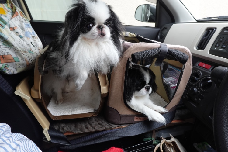 �����Ă��܂��`�� (�摜�T�C�Y: 750�~500 143kB)