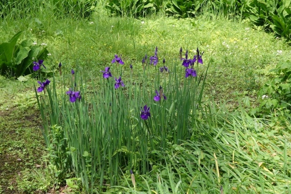 �����A�� (�摜�T�C�Y: 600�~400 164kB)