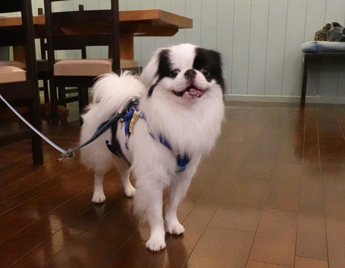 �K�[�l�b�g���� (�摜�T�C�Y: 700�~543 127kB)