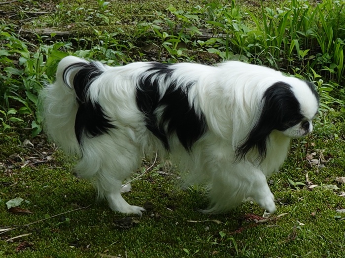 ���ۂ��� (�摜�T�C�Y: 700�~524 204kB)