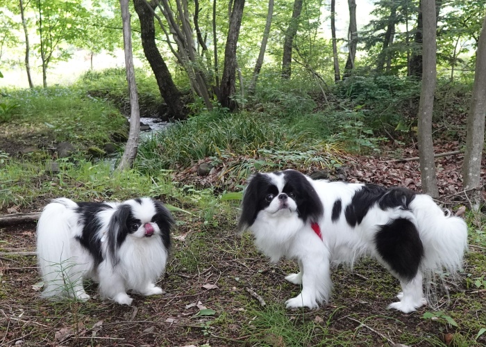 �ނӂ� (�摜�T�C�Y: 700�~499 234kB)