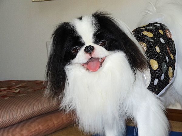 ���V���@���a�������߂łƂ� (�摜�T�C�Y: 600�~450 46kB)