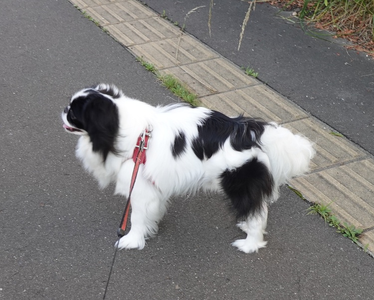 �đ��� (�摜�T�C�Y: 750�~601 204kB)