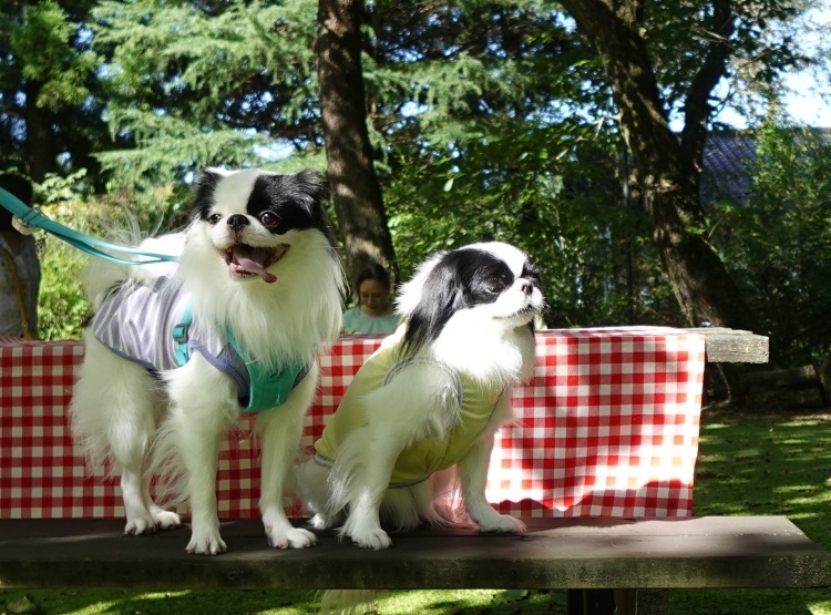 �f�U�C���y�[�p�[�@�ł� (�摜�T�C�Y: 750�~555 214kB)