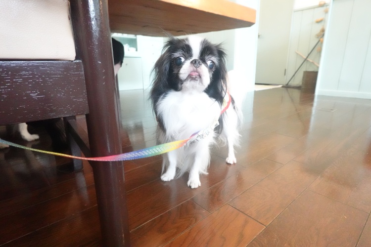 �߂ł����߂ł��� (�摜�T�C�Y: 750�~500 113kB)